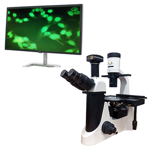 倒置显微镜可以实时观察细胞内部结构和细胞生理过程