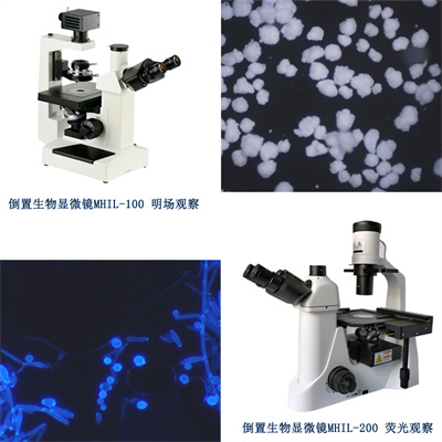 倒置生物显微镜，使∩显微观察效率更高，更自由舒适