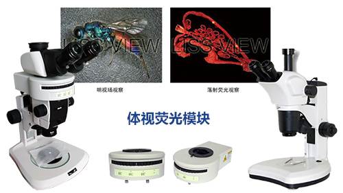体视荧光显微镜――广州市明慧科技有限公司