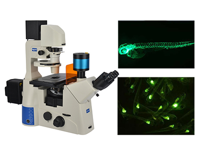 荧光显微镜�的应用 广西荧光显微镜解决方案
