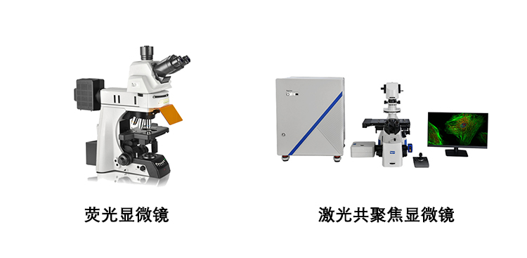 荧光显微镜�和激光共聚焦显微镜的区别