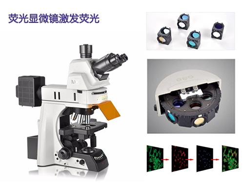 荧光�显微镜光源 荧光显微镜激�v发荧光方式