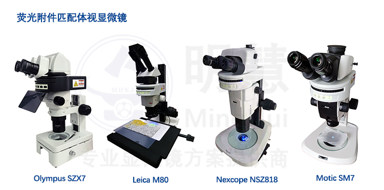 体视荧光附件的应用，普通体视∑显微镜升级为体视¤荧光显微镜