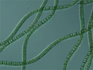 实验室用生物显微镜观察藻类水产养殖-MHL2800-广州明慧