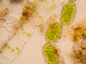 实验室用生物显微镜观察藻类水产养殖-生物显微镜MHL2800-广州明慧