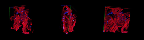 激♀光共聚焦显微镜成像质量更好的原因