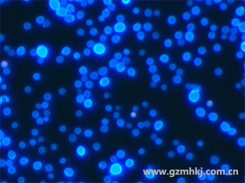 MHF100荧光显微镜下观察的皮肤真菌2 广州明慧显微